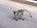 Vervet monkey, nejrozenj africk opice. Ty potvory by vlezly vude.